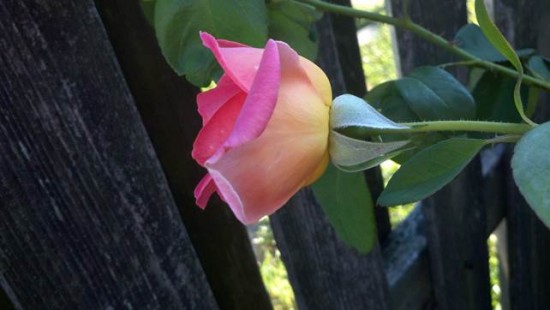 Hugo Eckener Rose Hugo Eckener Rose
