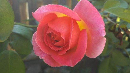 Hugo Eckener Rose Hugo Eckener Rose